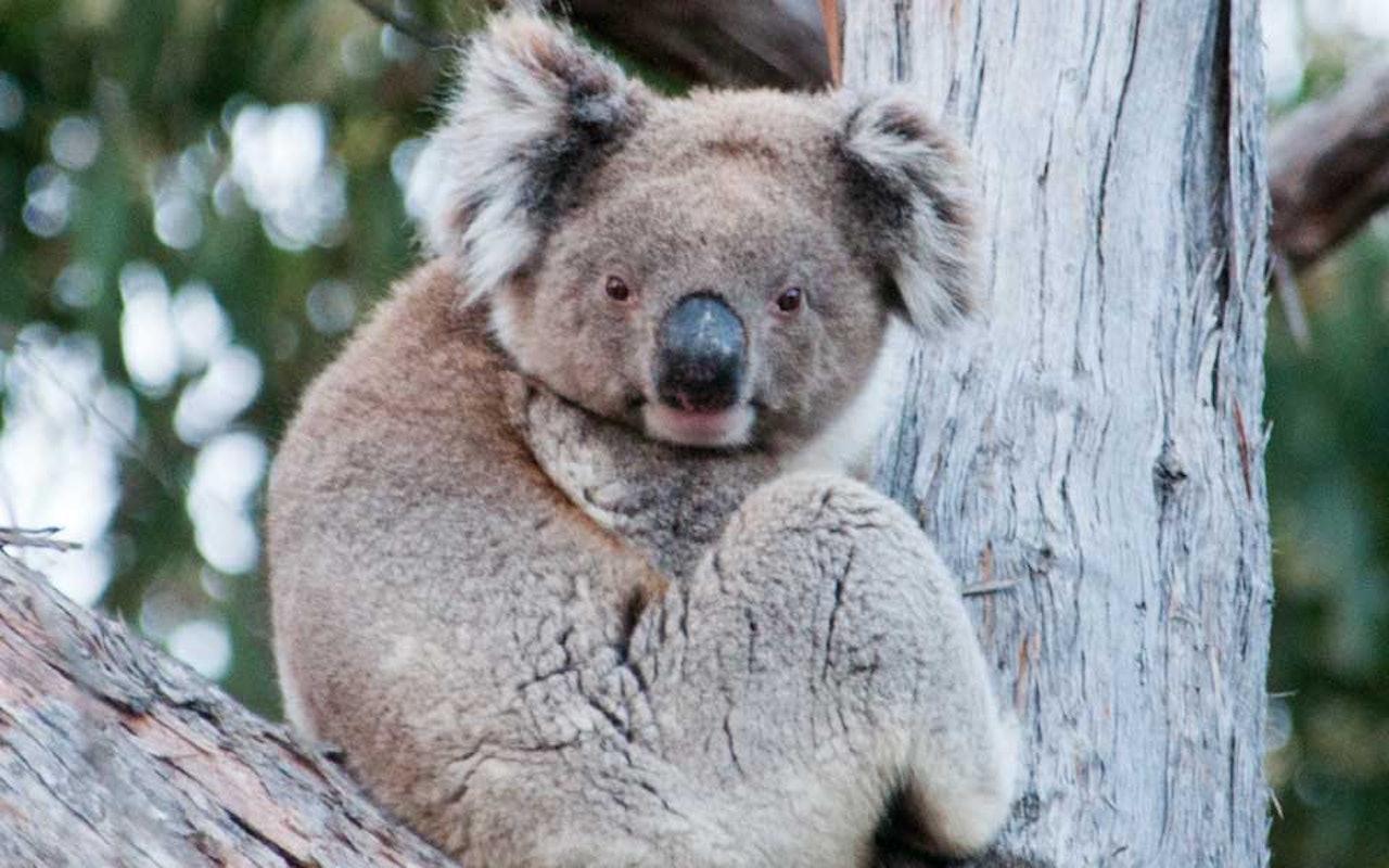 AustralienTeaser Koala