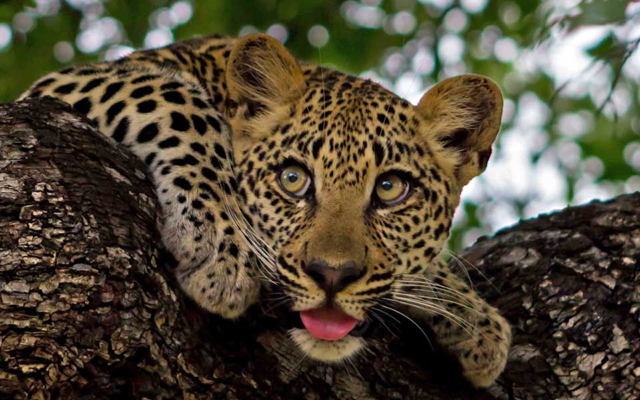 SuedafrikaTeaser Leopard