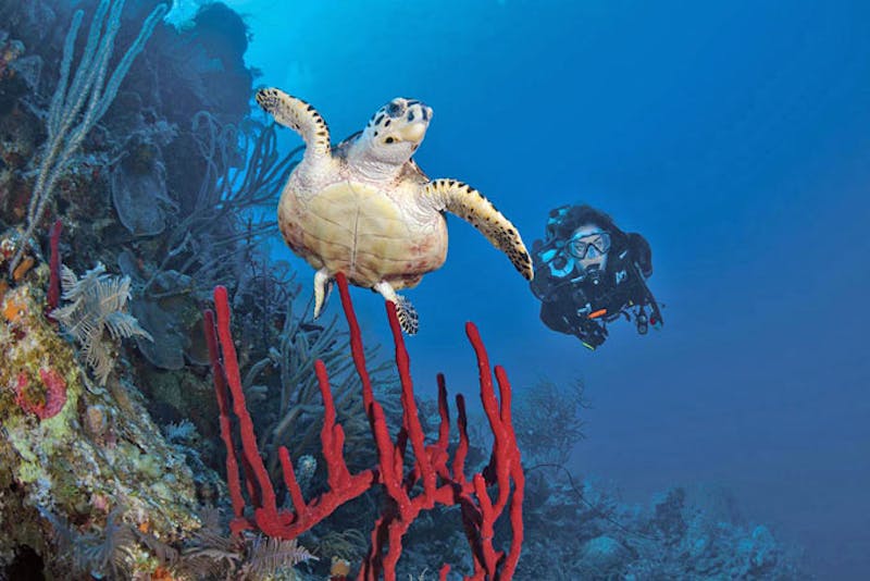 Turks and Caicos Providenciales Schildkroete