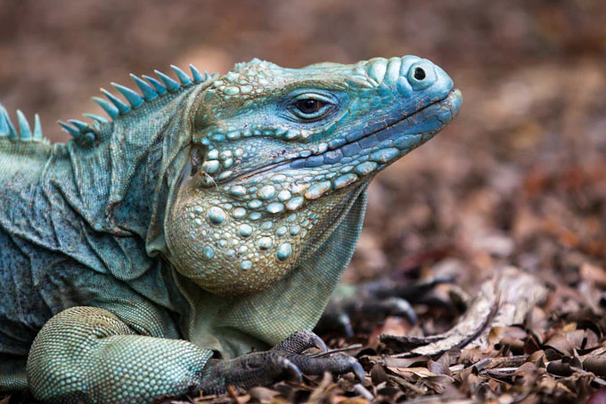 Cayman Islandsblauer Leguan