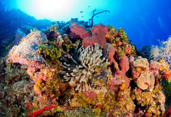 Cayman IslandsUnterwasserwelt