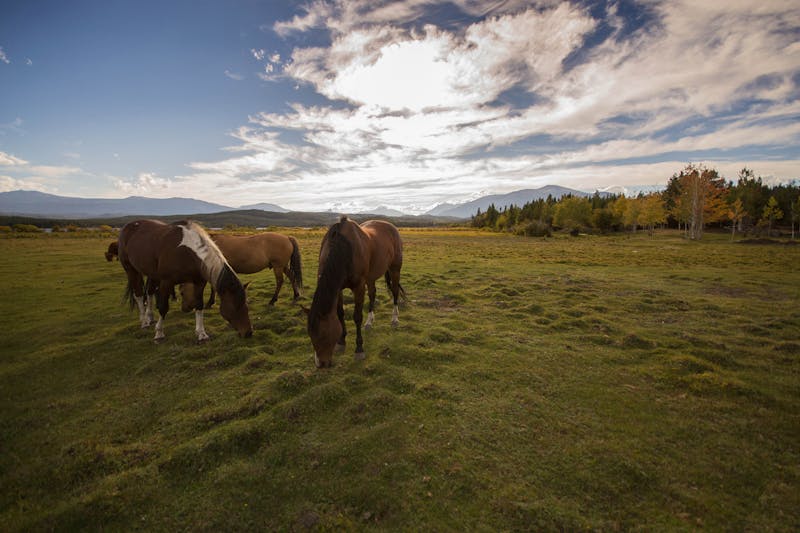 HotelBritish ColumbiaTerraNostra4