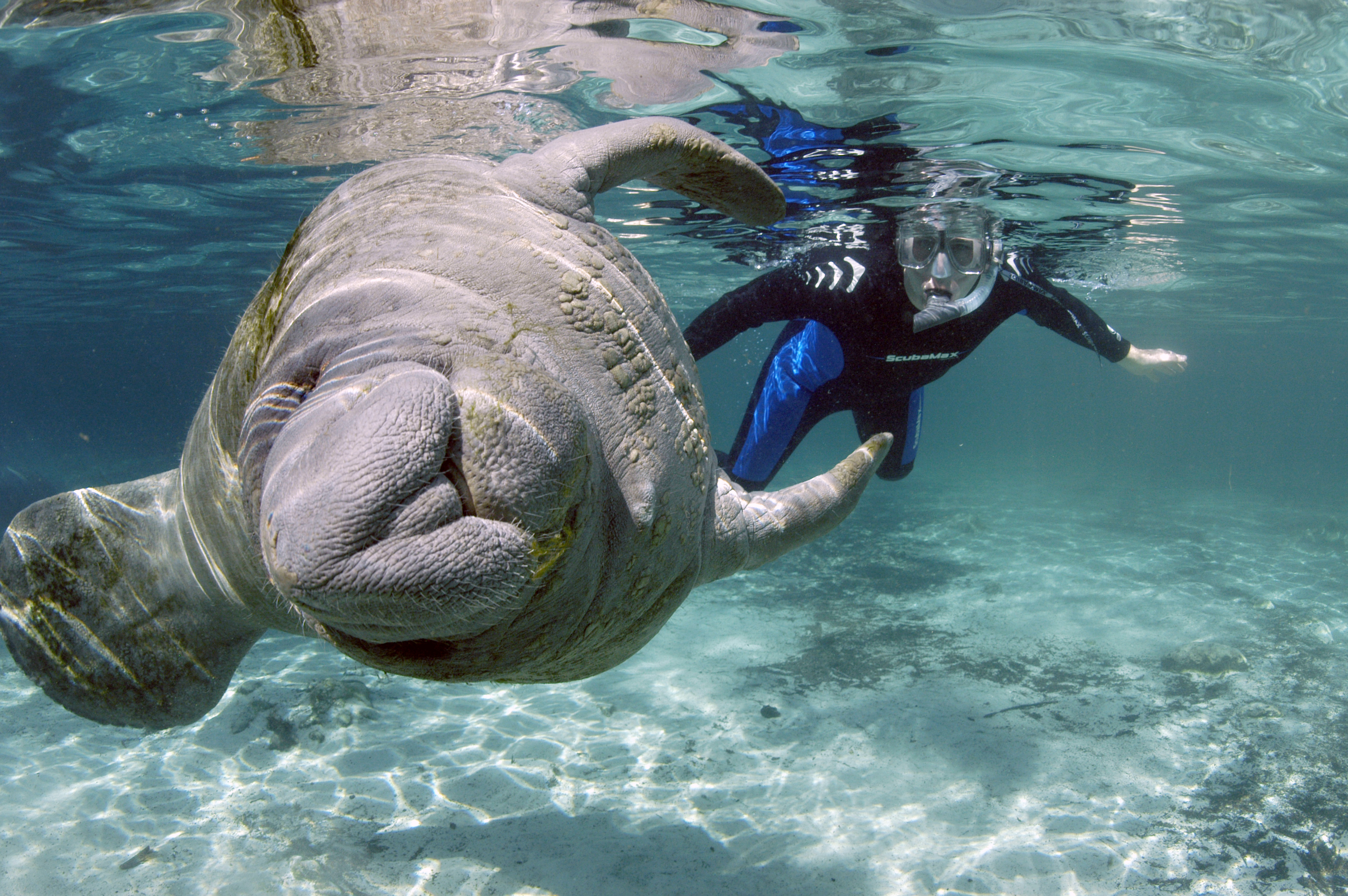 FloridaCrystalRiver SwimmingManatee