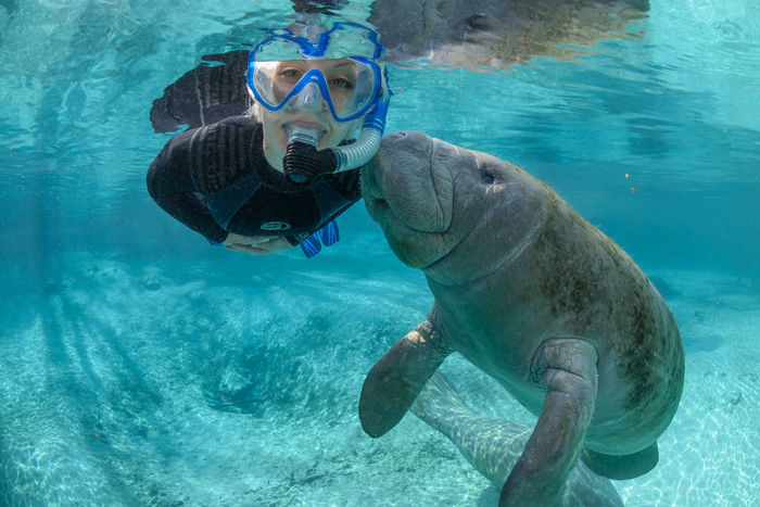 FloridaCrystalRiver KissingManatee