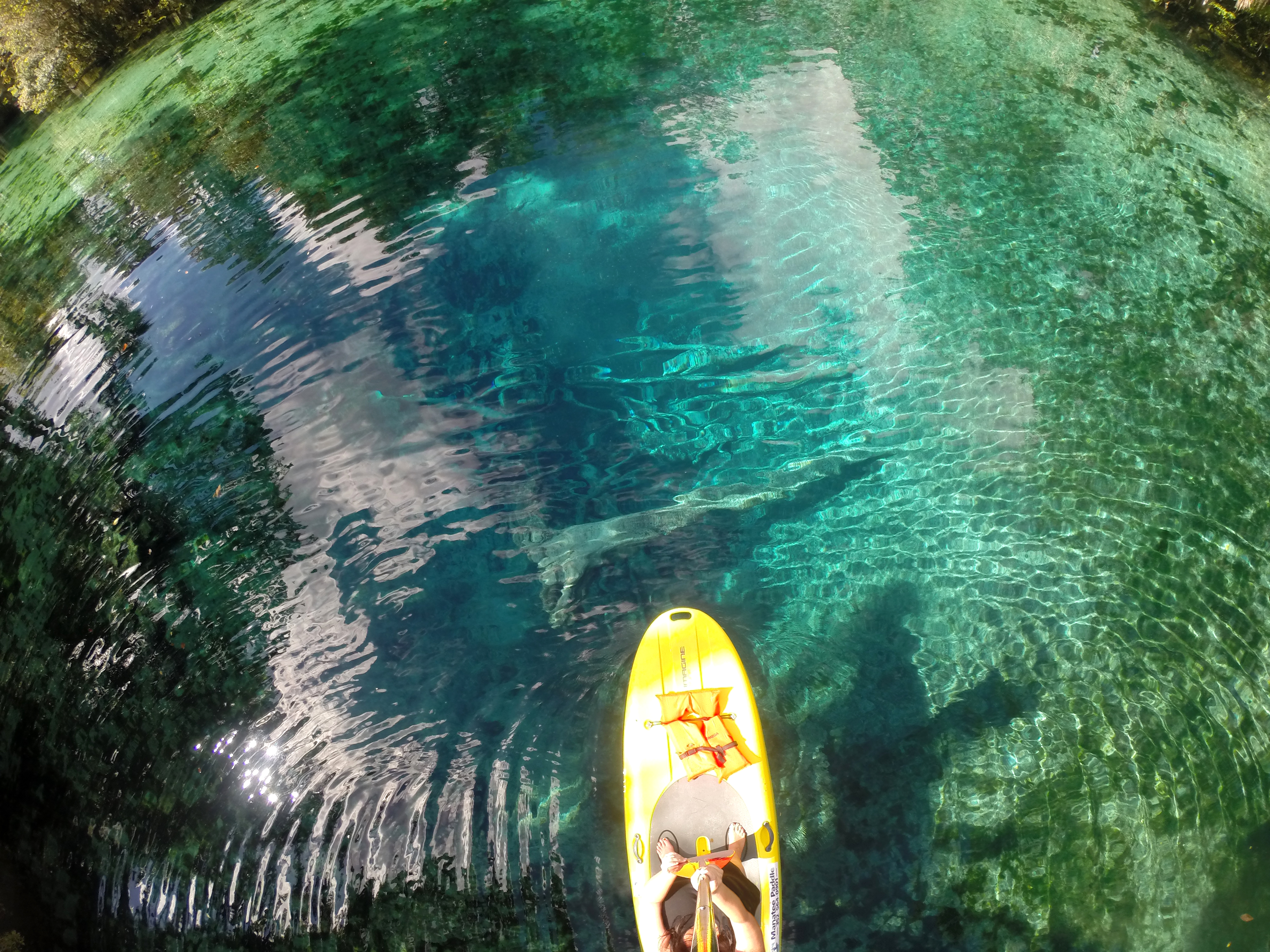 FloridaCrystalRiver ThreeSisterSpring