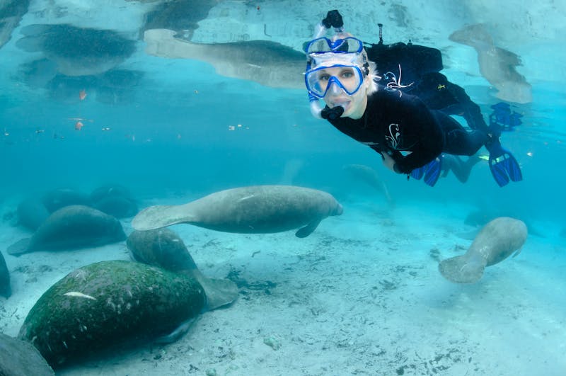 FloridaCrystalRiver ManateeSwimmer