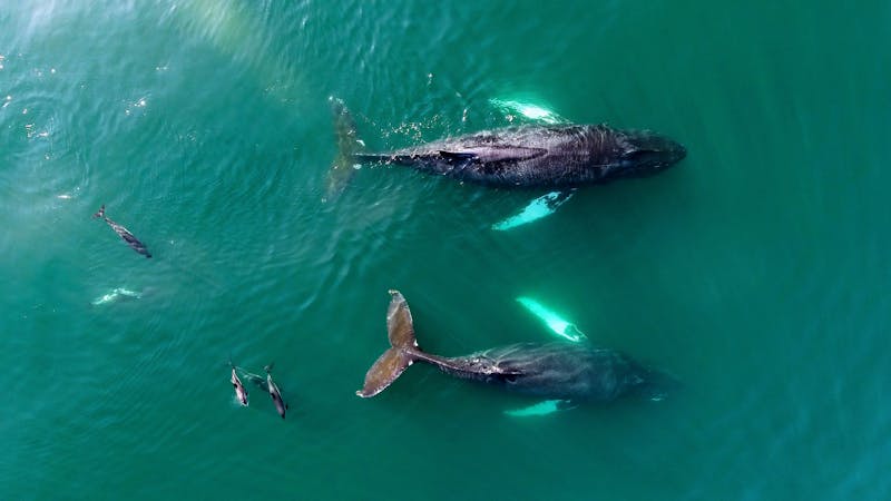NovaScotiaBayofFundyWhaleWatching