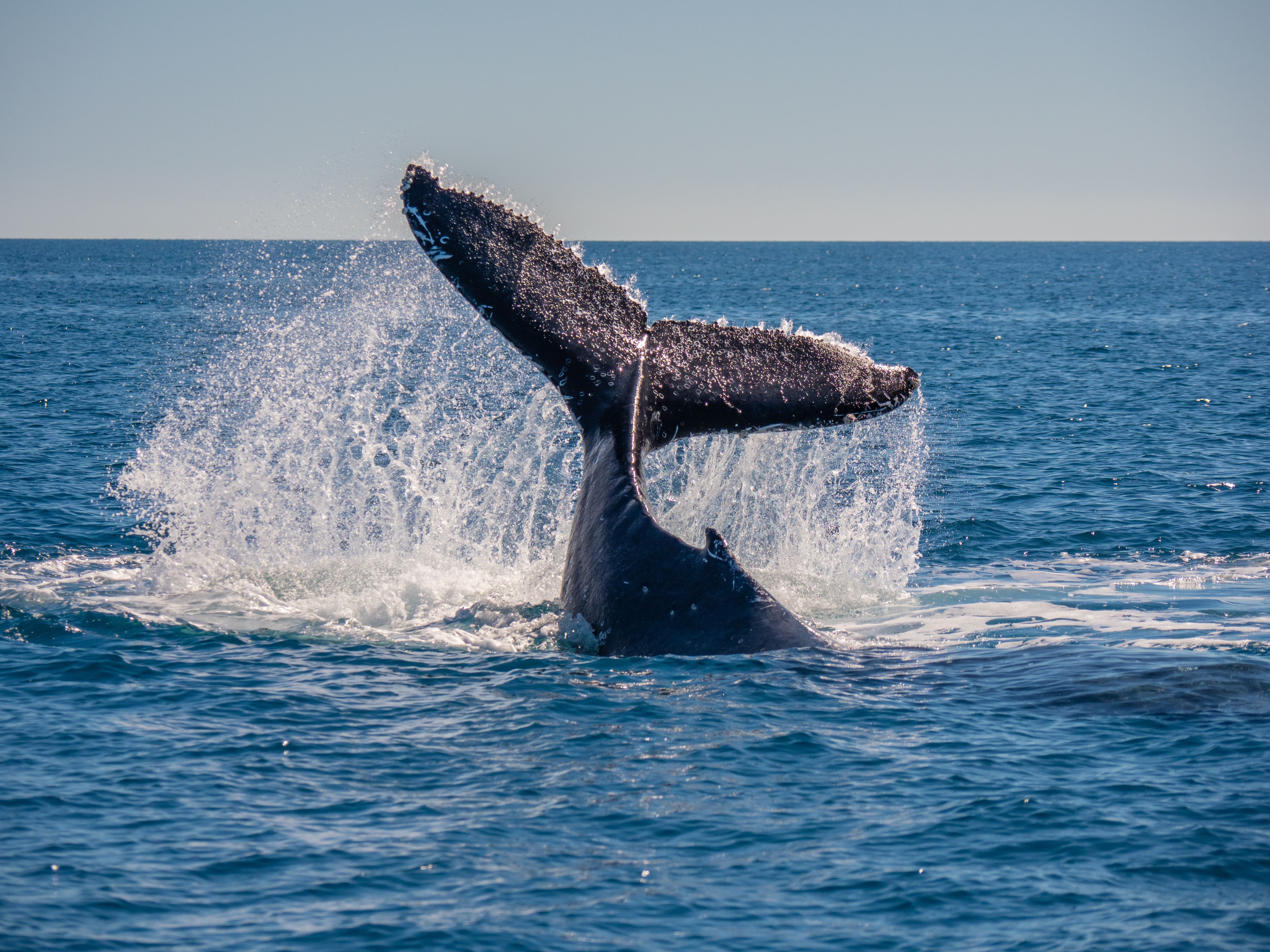 AustralienQueenslandHerveyBay WhaleWatching