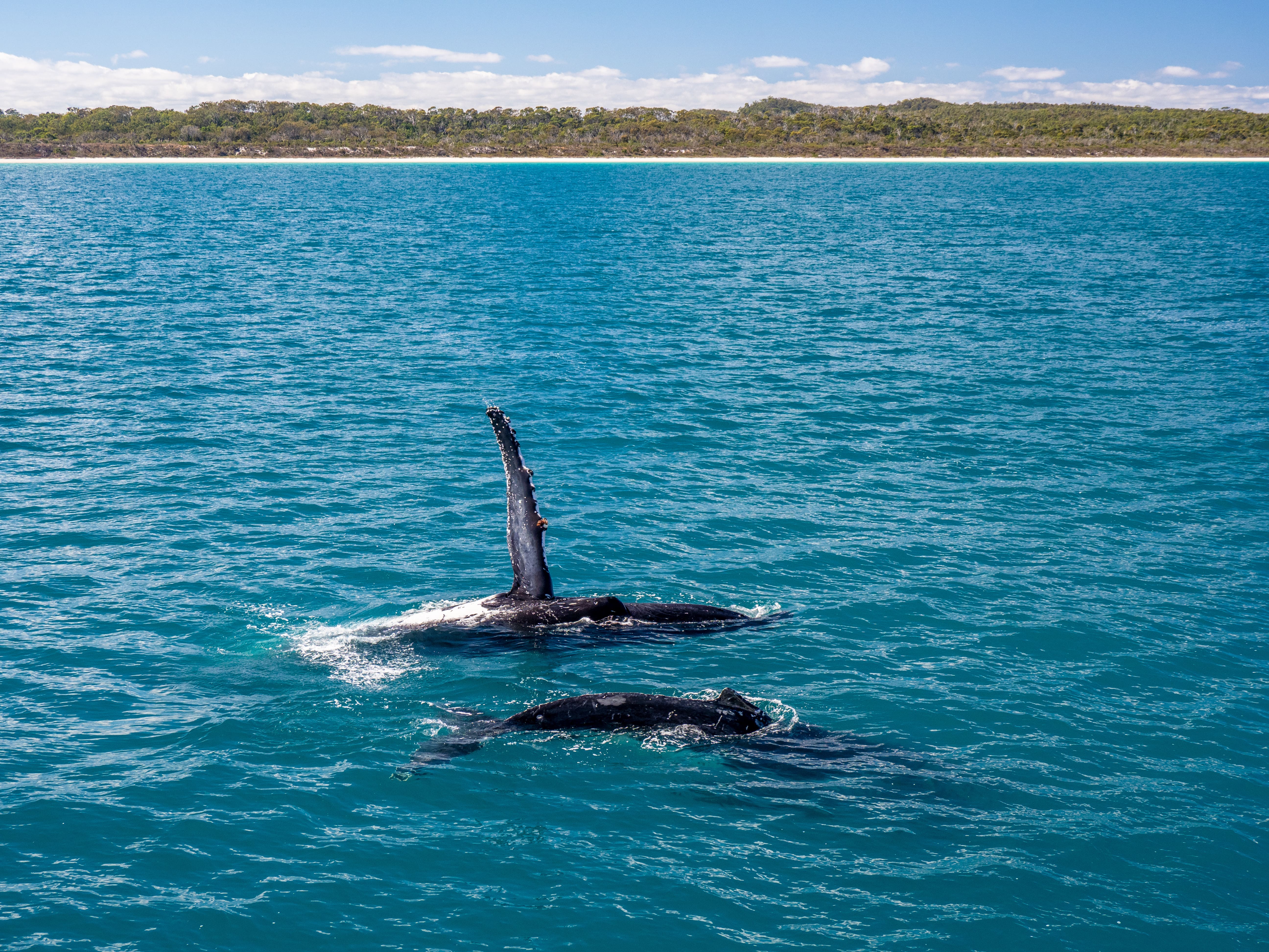 AustralienQueenslandHerveyBay WhaleWatching3