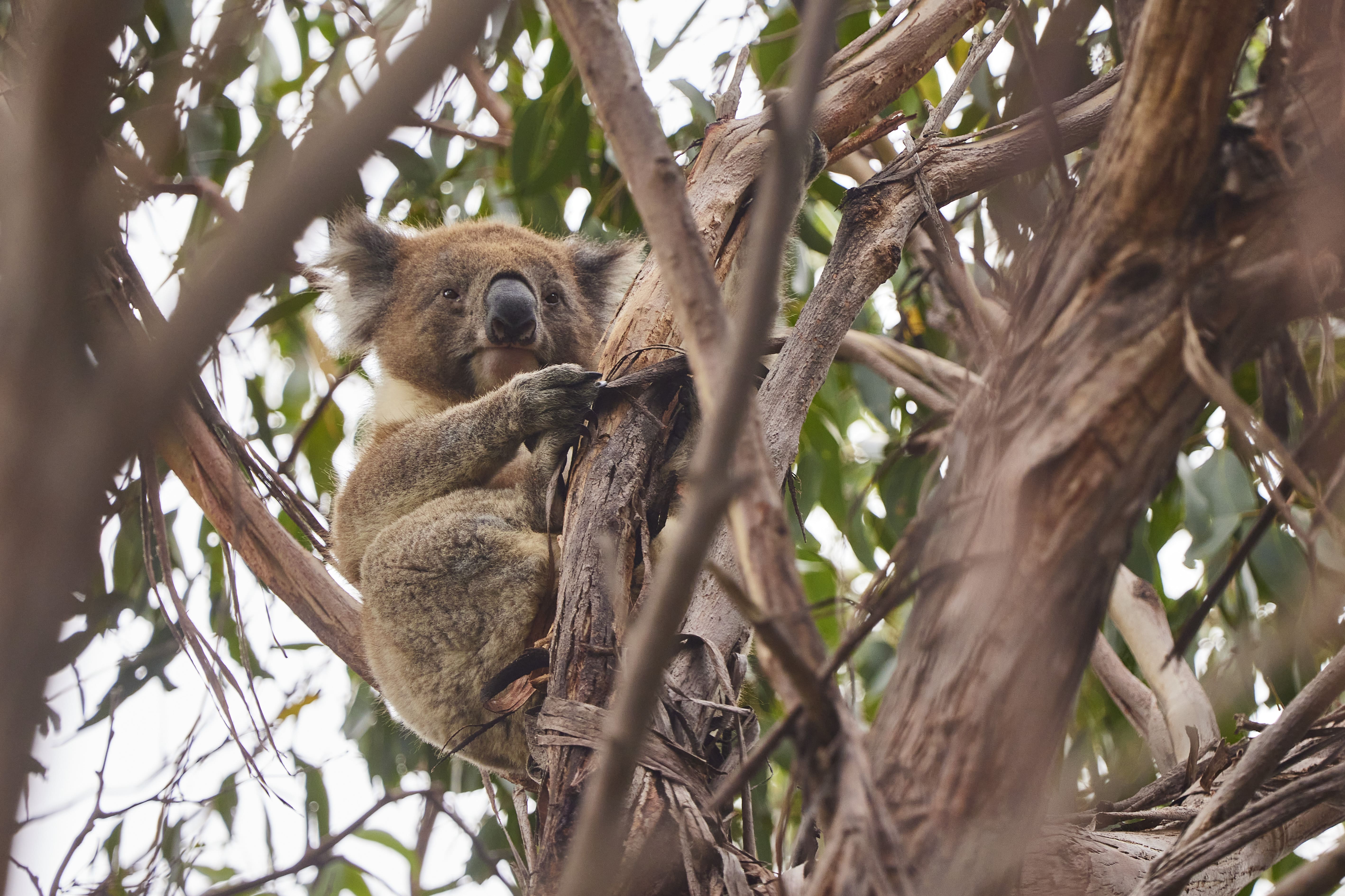 AustralienVictoriaGreatOceanRoad Wildlife2