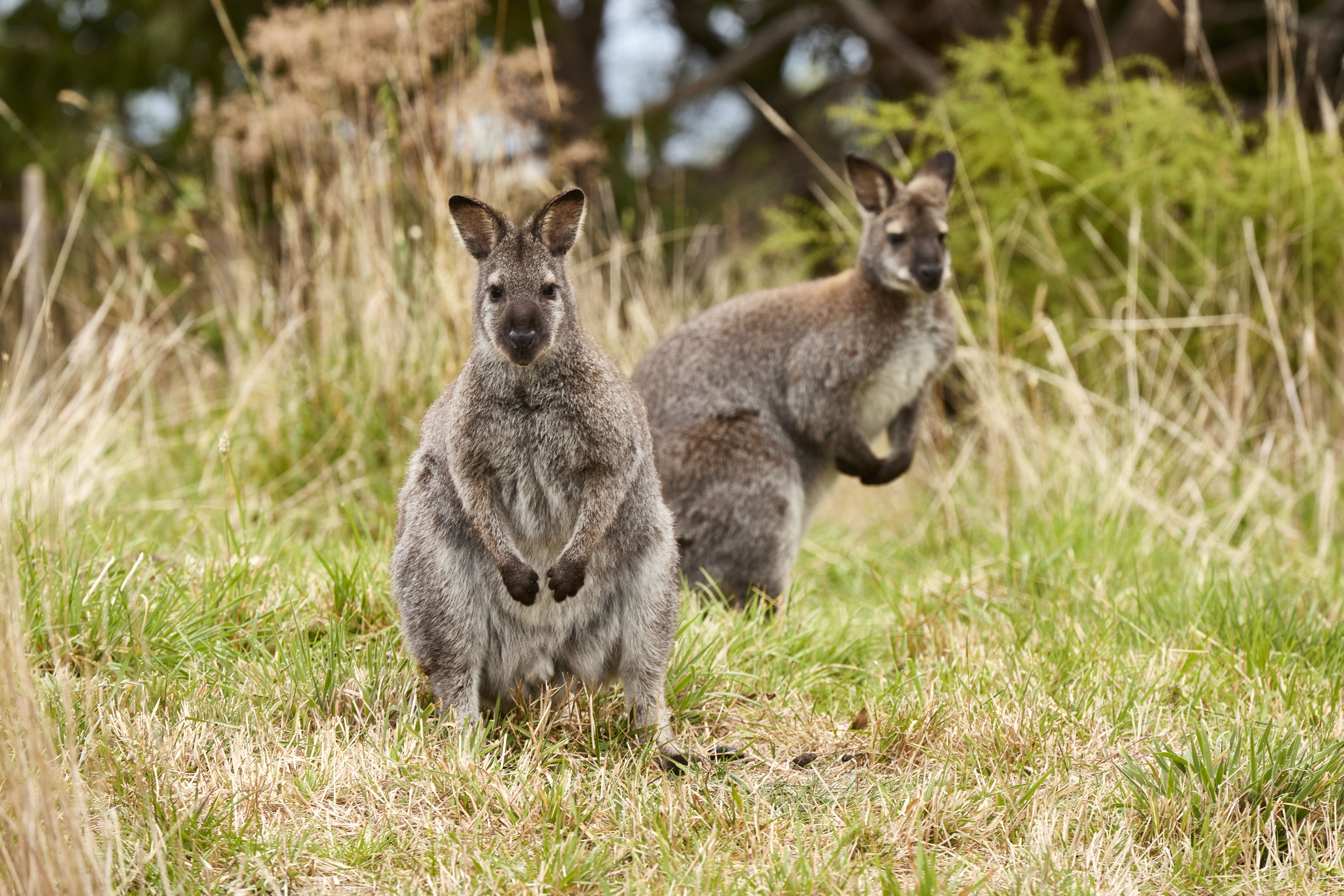 AustralienVictoriaGreatOceanRoad Wildlife3
