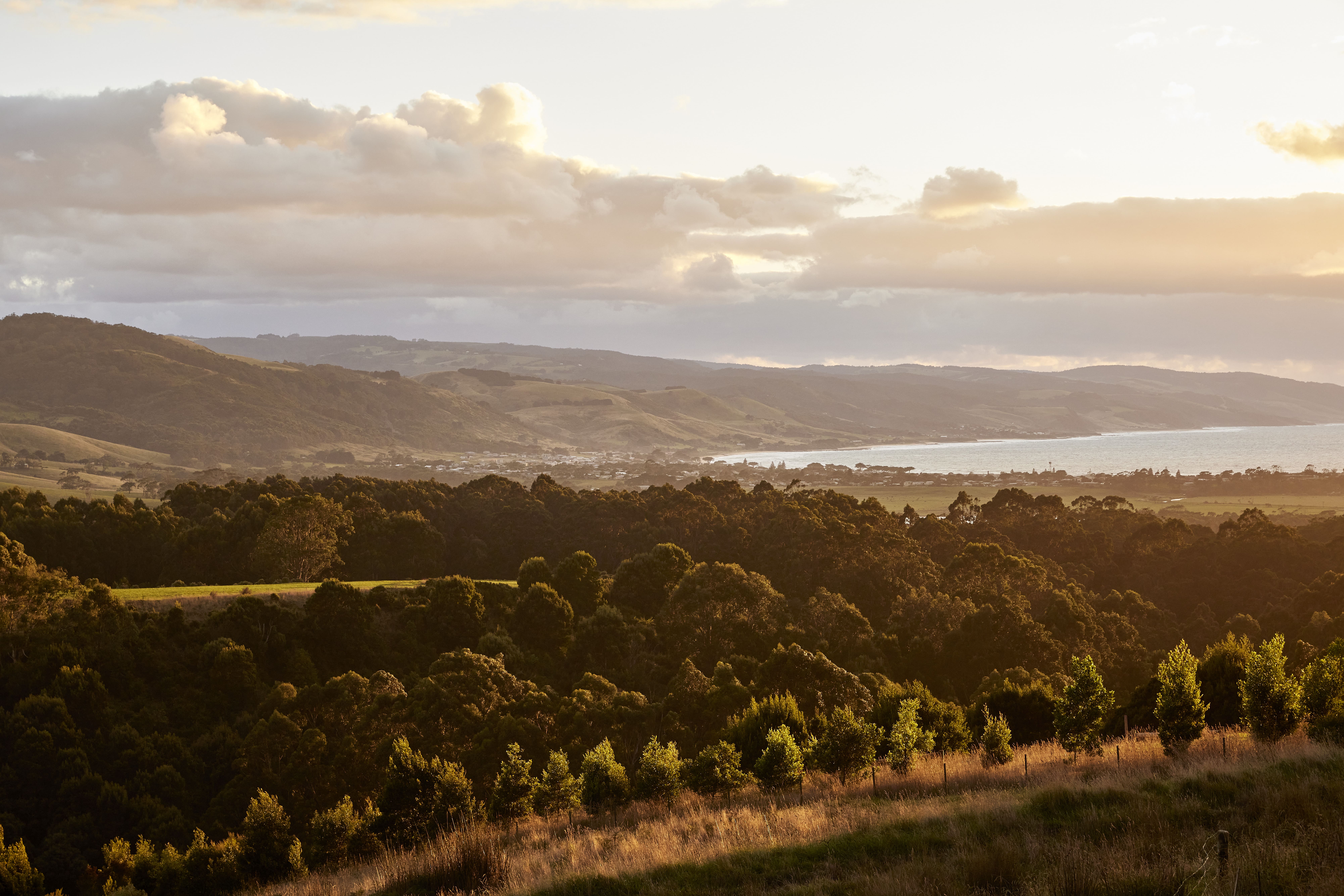 AustralienVictoriaGreatOceanRoad Wildlife5