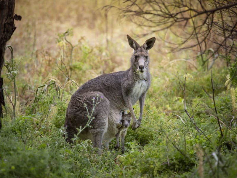 AustralienVictoriaTowerHill