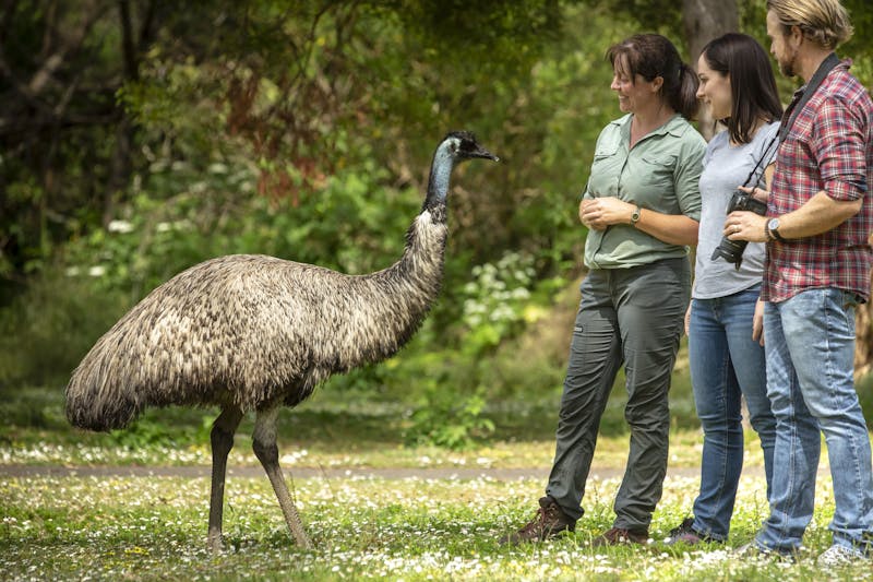 AustralienVictoriaTowerHill2