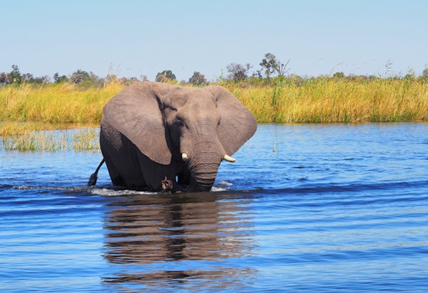 BotswanaBotswana Linyanti GameDrive Elefant Dumatao3