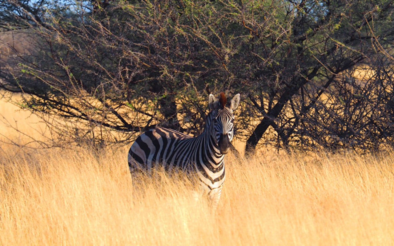 BotswanaBotswana Linyanti GameDrive Zebra