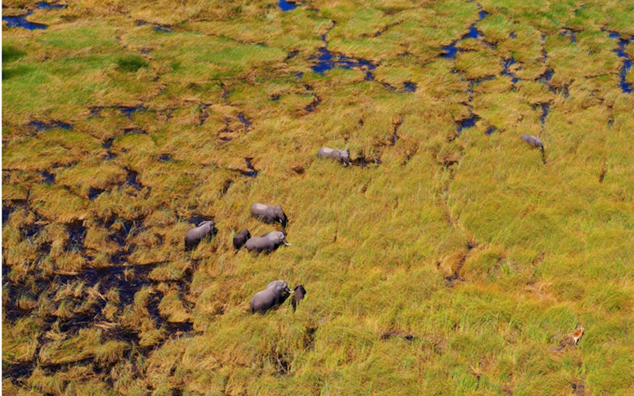 BotswanaBotswana Linyanti Helikopter Elefanten