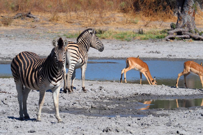 BotswanaBotswana OkavangoDelta GameDrive Wasserloch