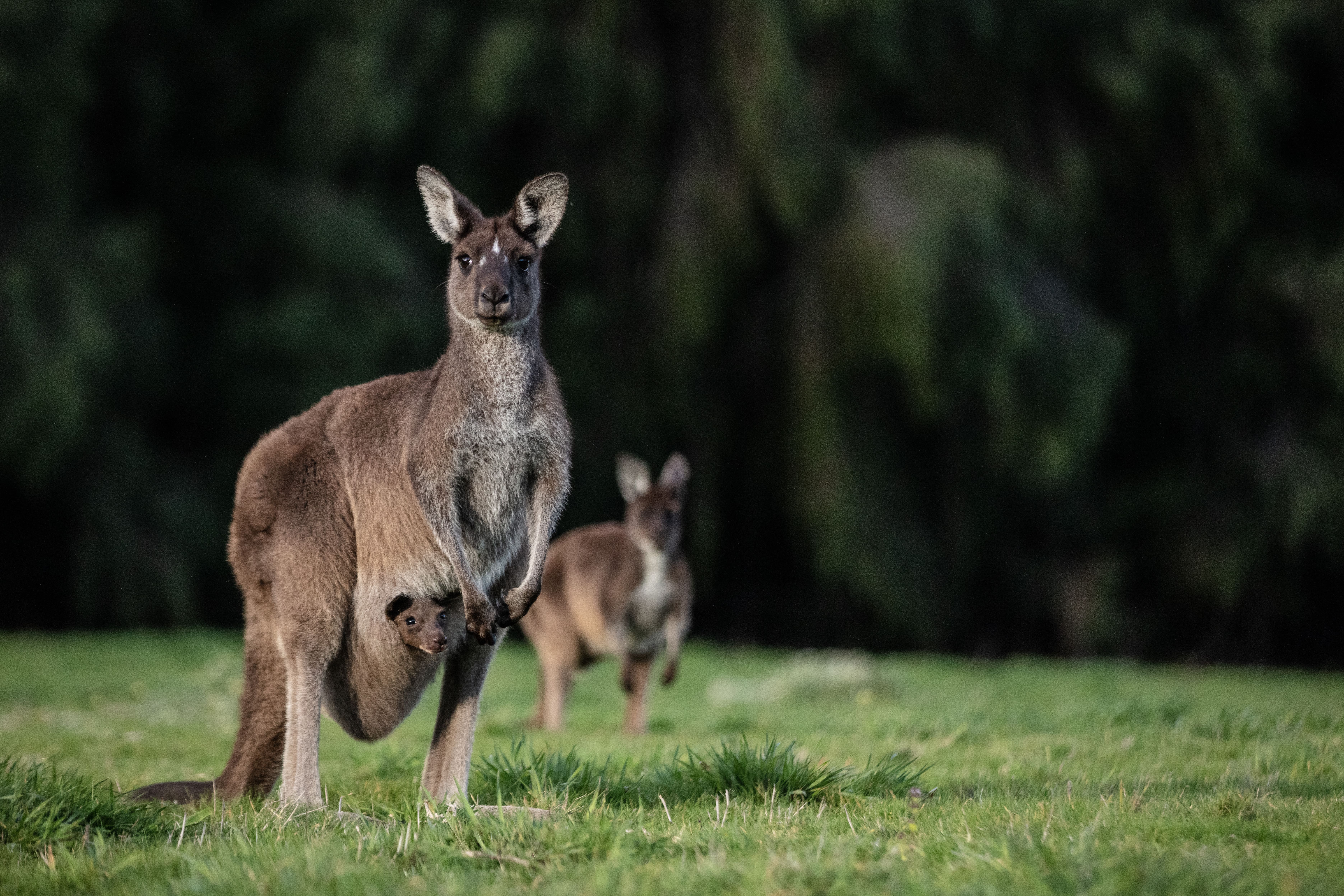 AustralienWesternAustralia Kangaroo