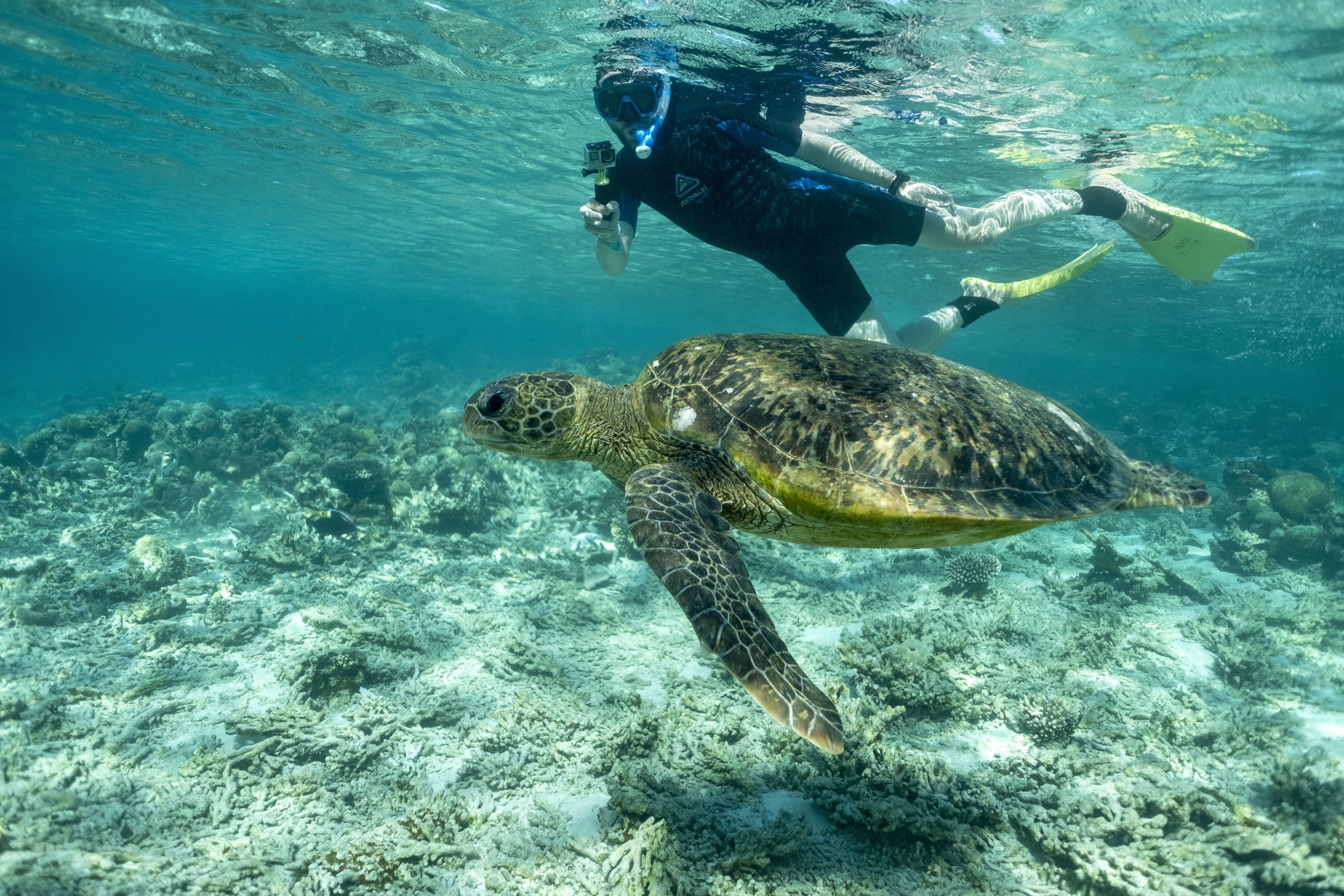 AustralienWesternAsutraliaCoralCoast CoralBayTurtles