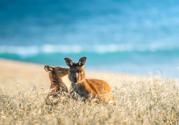 AustralienSouthAustralia Wildlife