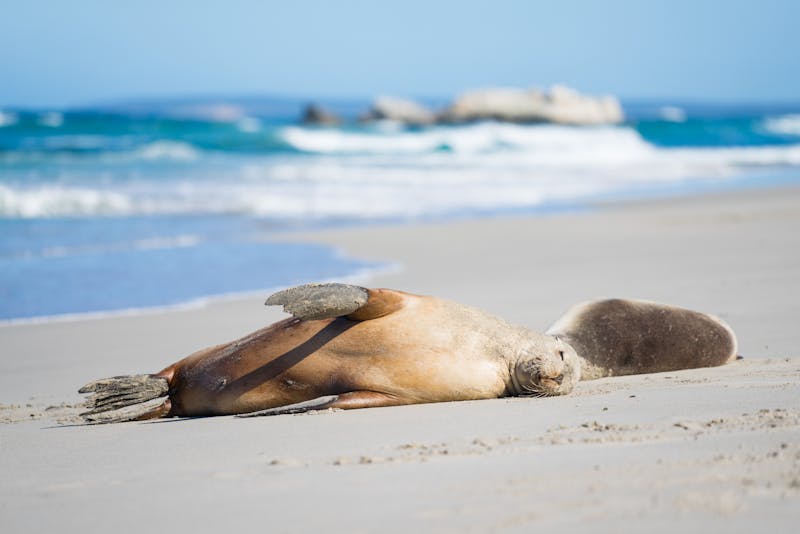 AustralienSouthAustraliaKangarooIsland Seeloewe