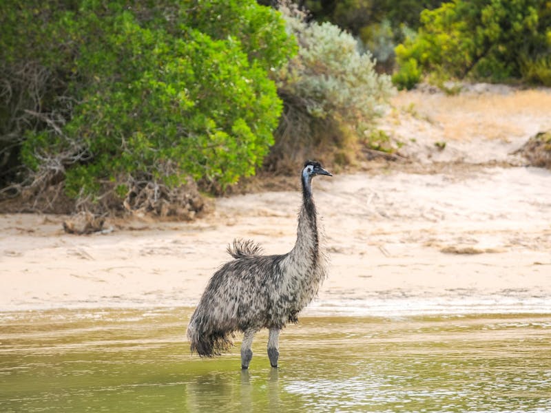 AustralienSAEmuimWasser