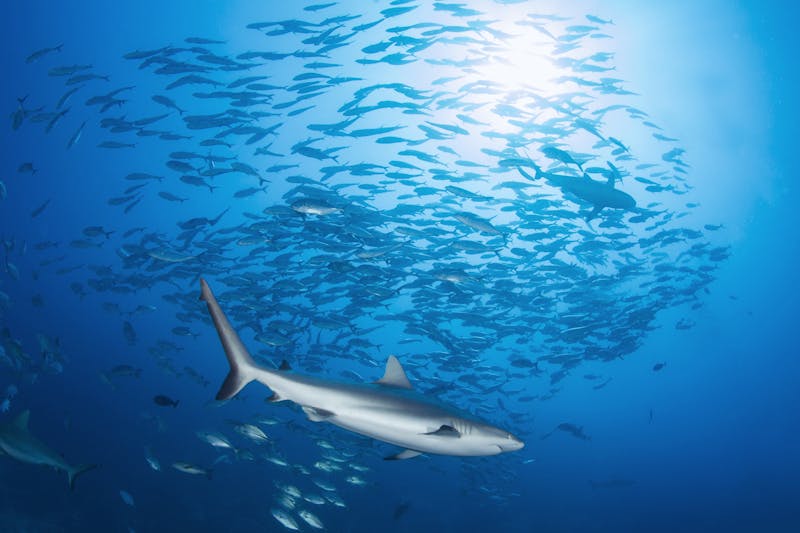 FijiRakiraki DivingBlightWaters