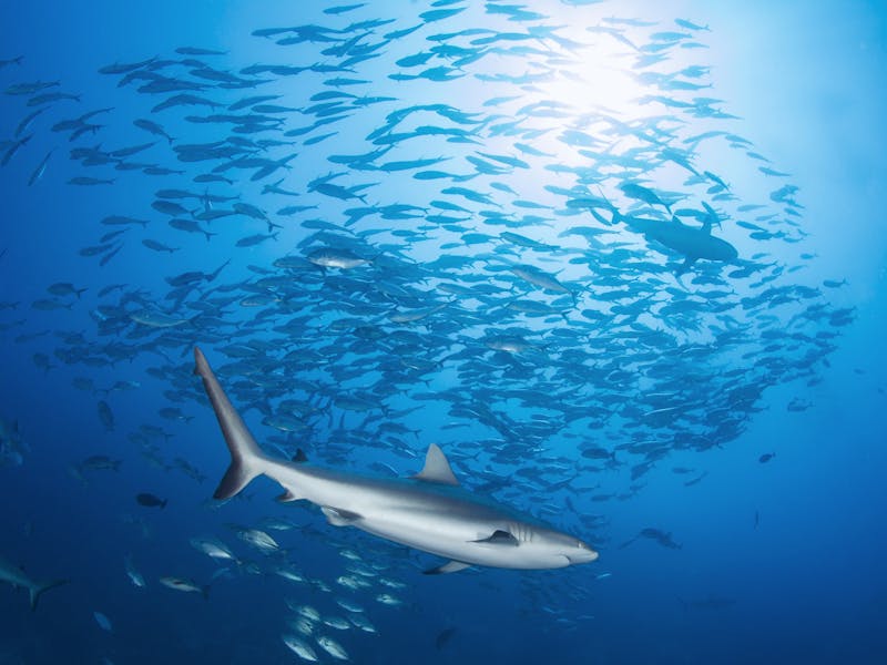 FijiRakiraki DivingBlightWaters