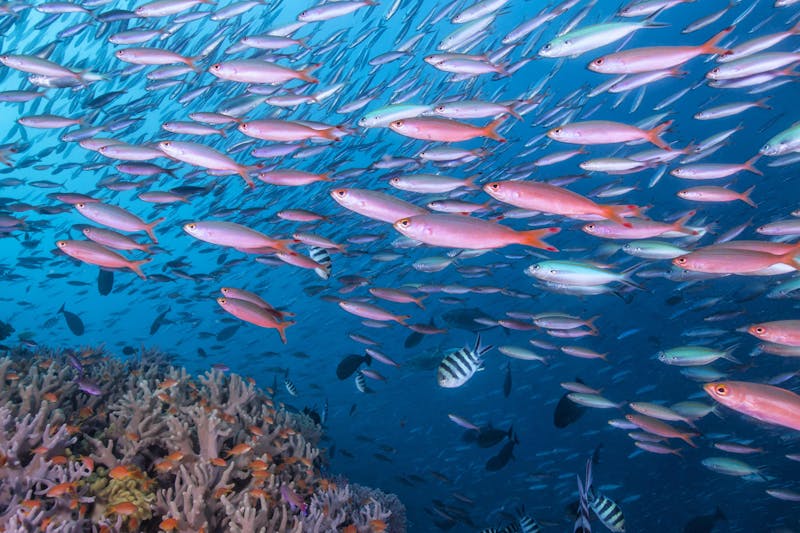 FijiRakiraki DivingBlightWaters