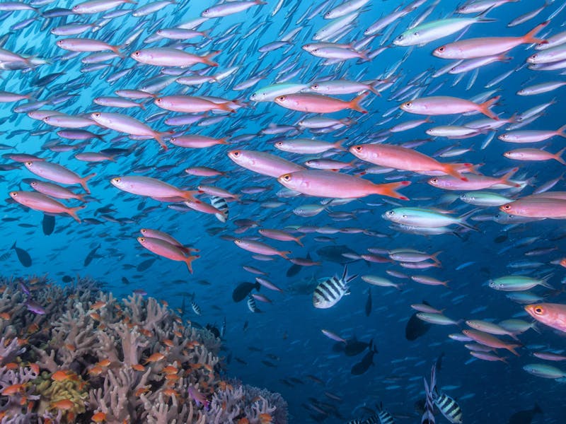 FijiRakiraki DivingBlightWaters