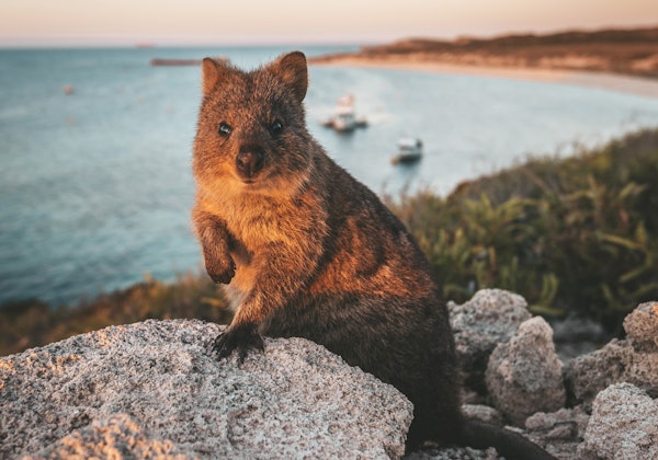 AustralienWesternAustraliaWombat