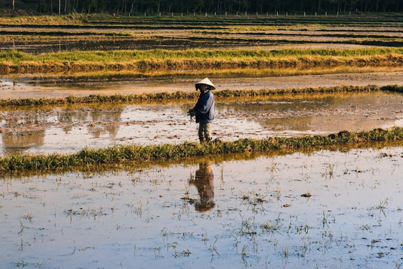VietnamHanoiReisbauer Feld