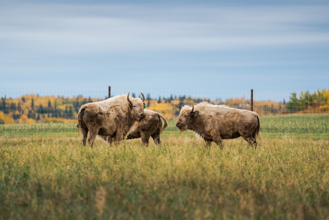 AlbertaMetisCrossing2 ITARoam Creative