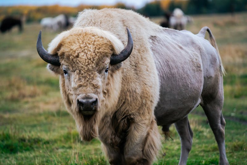 AlbertaMetisCrossing ITARoam Creative