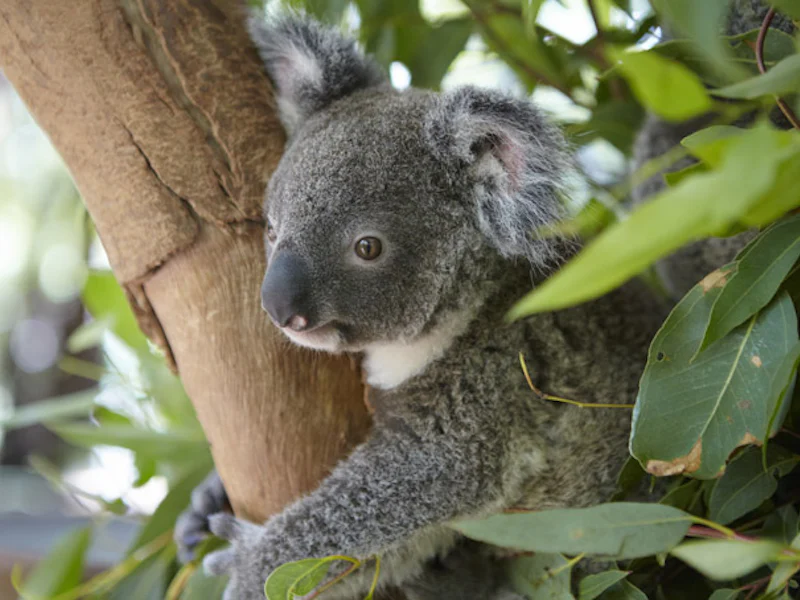Photocredit: Tourism Australia