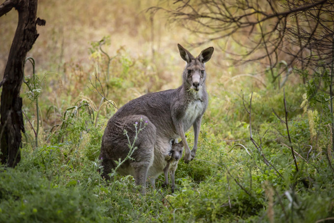 Photocredit: Tourism Australia