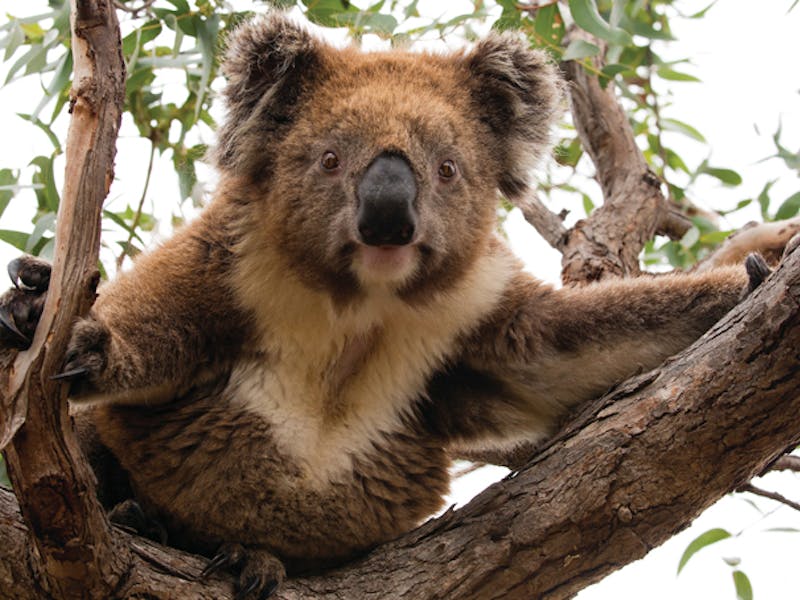AustralienSouth AustraliaKangaroo IslandFlauschige Weggefaehrten auf Kangaroo