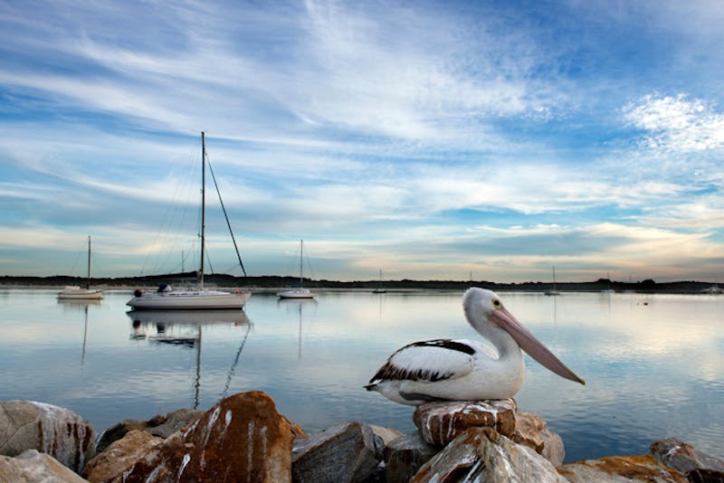 AustralienSouth AustraliaKangaroo IslandHarbour Pelikan Photocredit SATC