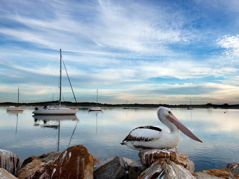 AustralienSouth AustraliaKangaroo IslandHarbour Pelikan Photocredit SATC