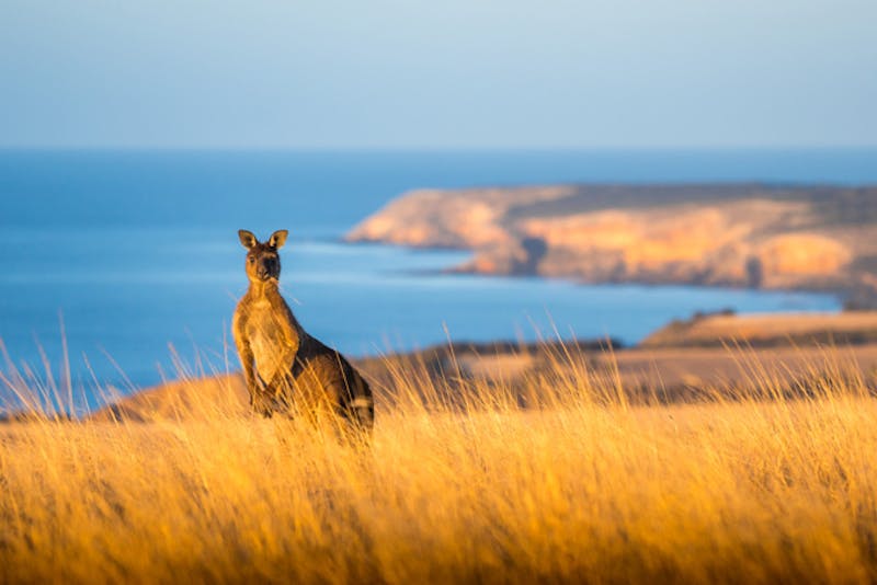 AustralienSouth AustraliaKangaroo IslandKaenguruh Photocredit SATC