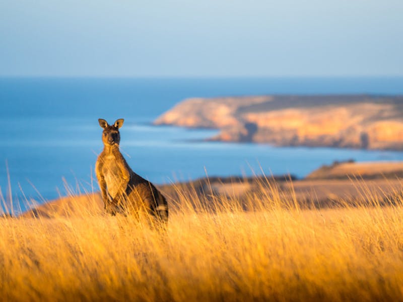 AustralienSouth AustraliaKangaroo IslandKaenguruh Photocredit SATC