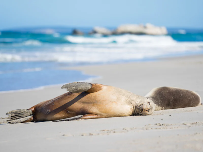 AustralienSouth AustraliaKangaroo IslandSeeloewen auf Kangaroo Island