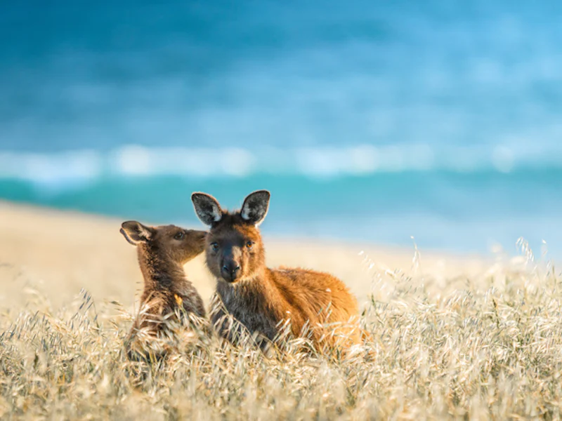 AustralienSouth AustraliaKangaroo IslandWildlife in Suedaustralien