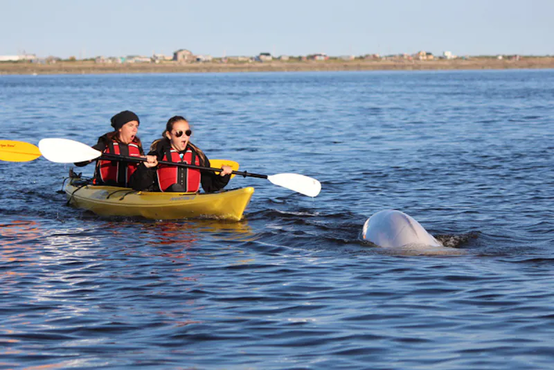 ManitobaLazyBear KayakingmitBelugas