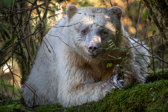 British ColumbiaSpiritBearLodge10
