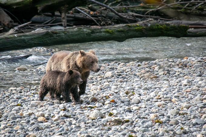 HotelBritish ColumbiaKlahooseResort2023 Wildlife7 RockGraham