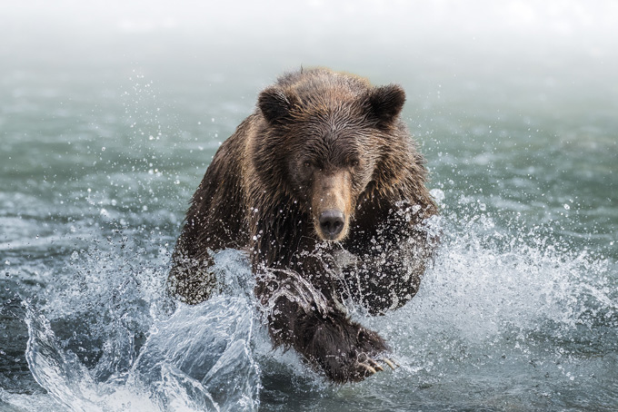 HotelBritish ColumbiaKlahooseResort2023 Wildlife9 RockGraham