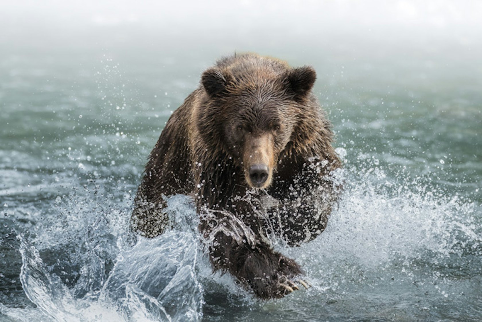 HotelBritish ColumbiaKlahooseResort2023 Wildlife9 RockGraham