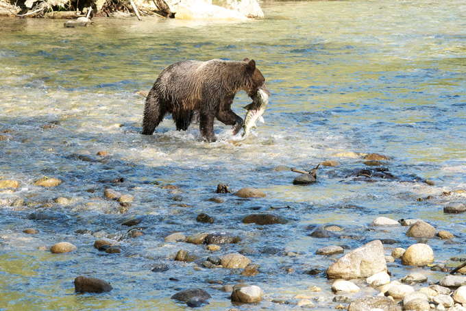 HotelBritish ColumbiaSonoraResort2023 bear